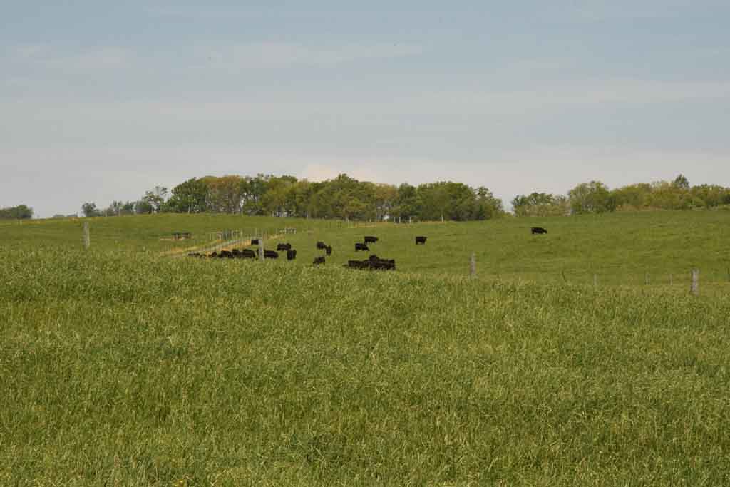 A scenic view of a green pasture with several black cows grazing in the field, surrounded by trees under a clear blue sky.